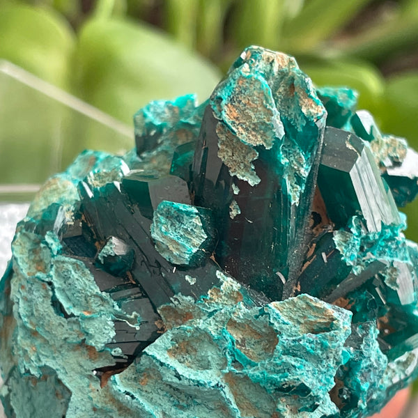 Palm-Sized Druzy Dioptase Crystal, Mineral Specimen from N’tola Mine, DR Congo
