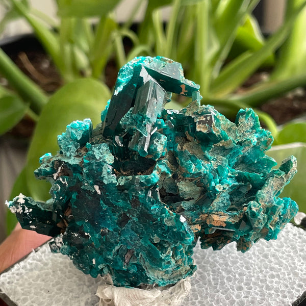 Palm-Sized Druzy Dioptase Crystal, Mineral Specimen from N’tola Mine, DR Congo