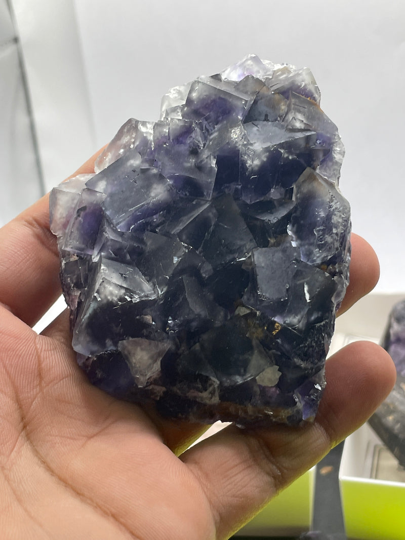@crazy4euphorbia