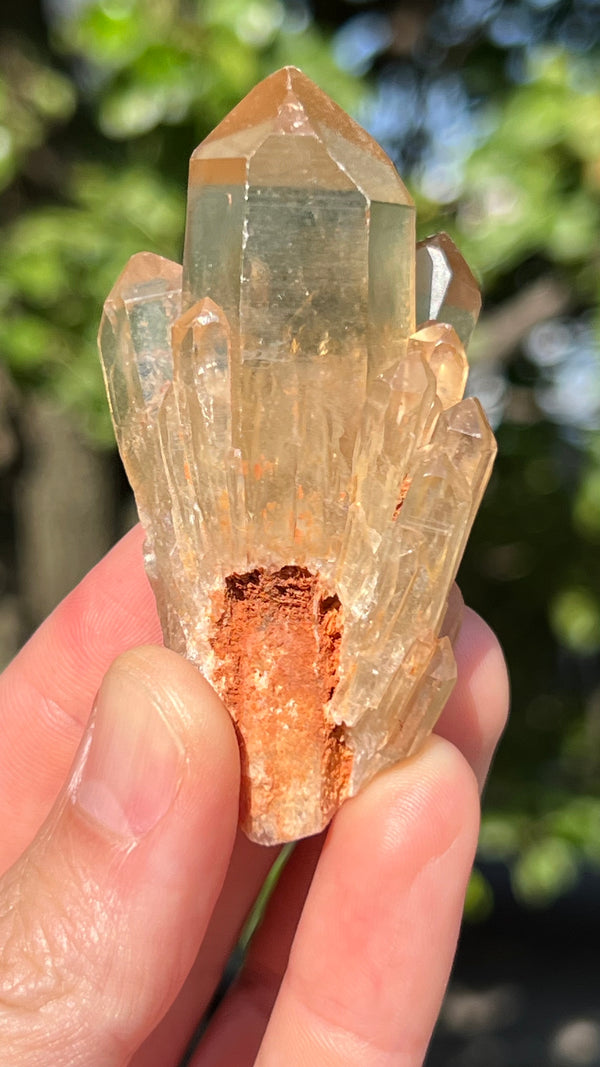 Kundalini Citrine Wholesale Flat 24 pieces from Democratic Republic of Congo