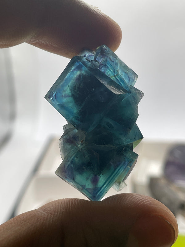 @crazy4euphorbia