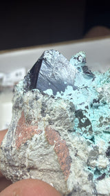@worldofrockhounds (World of Rockhounds) TT