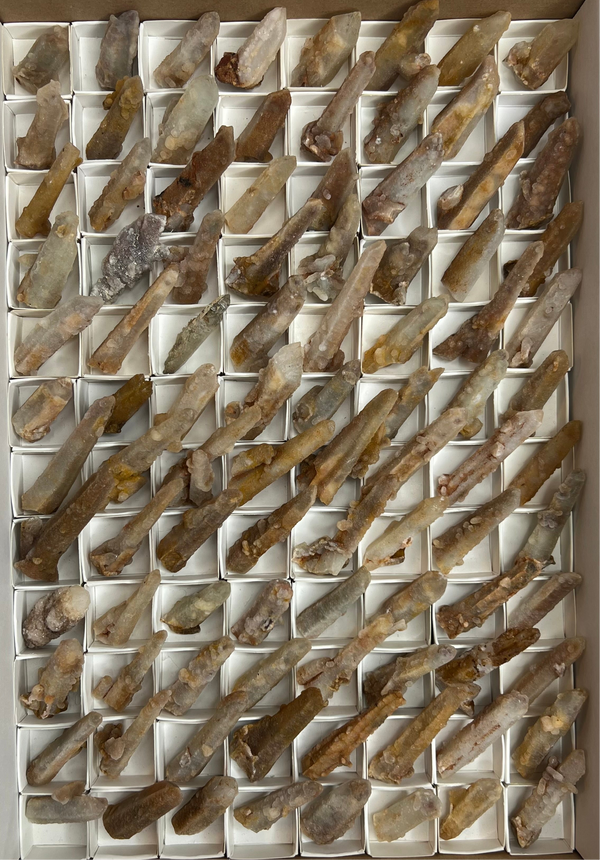 96 piece Witch Finger Wholesale flat from Boekenhouthoek, South Africa