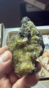 @worldofrockhounds (World of Rockhounds) TT
