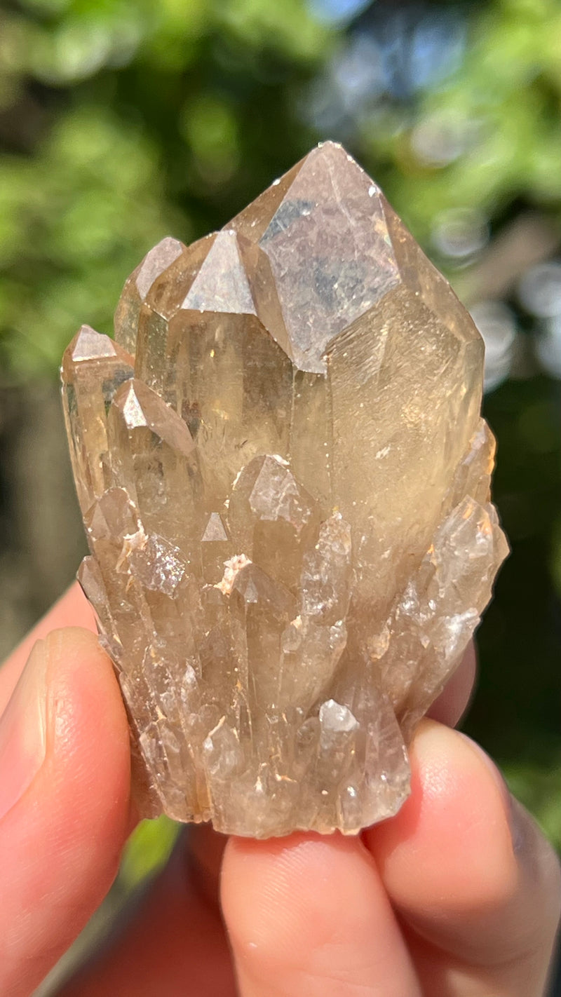Kundalini Citrine Wholesale Flat 24 pieces from Democratic Republic of Congo