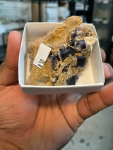 @cretaceousartifacts (mohlsen81)