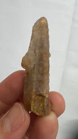96 piece Witch Finger Wholesale flat from Boekenhouthoek, South Africa