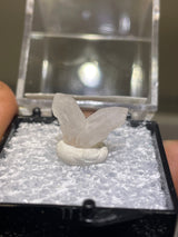 Open Japan Law Twin Quartz Perky from Madagascar
