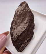 Fossil Wood - Quartz on Petrified Wood 35 Million years old, Saxony, Germany
