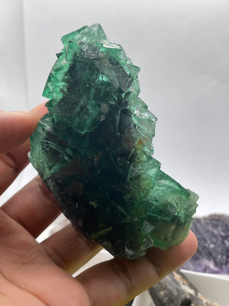 @crazy4euphorbia