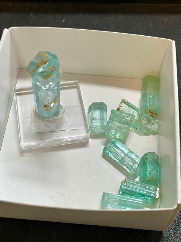 @cretaceousartifacts (mohlsen81)