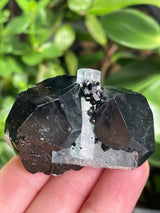 Black Tourmaline Specimen with Aquamarine and Hyalite Opal from Erongo Mountain, Erongo Region, Namibia