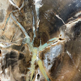 Petrified Wood, Green Chromium, Rhexoxylon, Gokwe, Zimbabwe