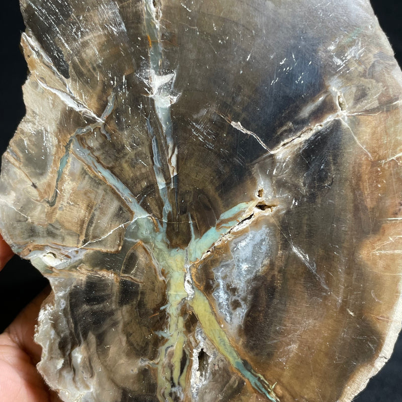 Petrified Wood, Green Chromium, Rhexoxylon, Gokwe, Zimbabwe