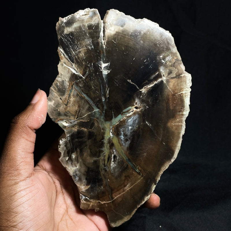 Petrified Wood, Green Chromium, Rhexoxylon, Gokwe, Zimbabwe