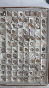 Brandberg Quartz Wholesale Flat from the Brandberg District, Goboboseb, Erongo Region, Namibia
