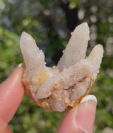 1 piece of Witch’s Finger Quartz from Boukenhoethoek, South Africa