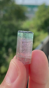 Watermelon Tourmaline from Taquaral, Minas Gerais, Brazil