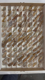 96 piece Witch Finger Wholesale flat from Boekenhouthoek, South Africa
