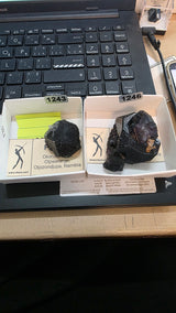 @cretaceous artifacts June 10