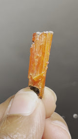 Crocoite, Adelaide Mine, Dundas mineral field, Zeehan District, West Coast municipality, Tasmania, Australiai