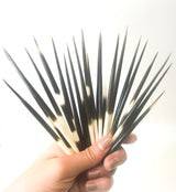 100 Pack of Porcupine Quills From Namibia (CANADA ONLY)