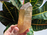 Natural-Citrine-From-Mansa-Zambia-Citrine-Point-10-9-cm