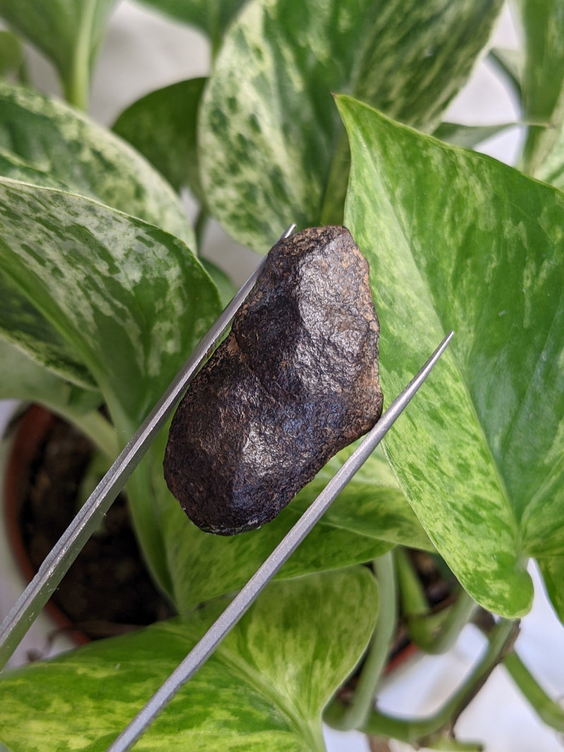 15.8 g Gibeon Meteorite, Iron and Nickel Meteorite, Gibeon, Namibia
