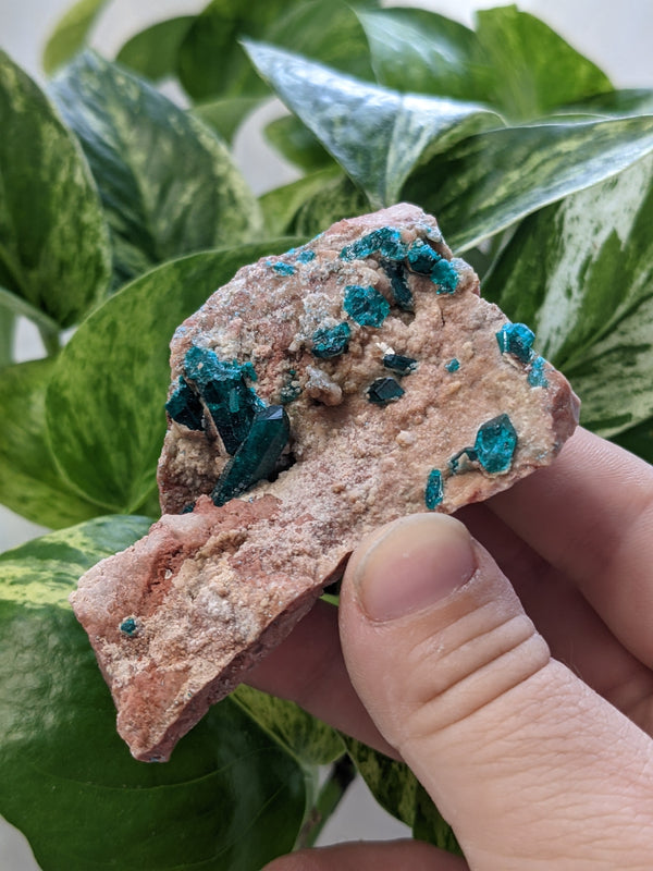 Dioptase on Matrix, Mineral Specimen from Kunene Region, Namibia, Africa