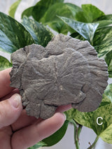 Pyrite Sun, Mineral Specimen from Sparta, Illinois, United States of America