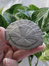 Pyrite Sun, Mineral Specimen from Sparta, Illinois, United States of America