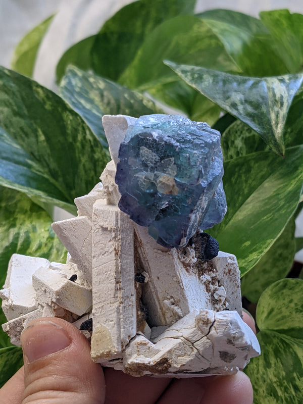 Cubic Fluorite with Beryl on Feldspar Matrix from Erongo Mountain, Erongo Region, Namibia