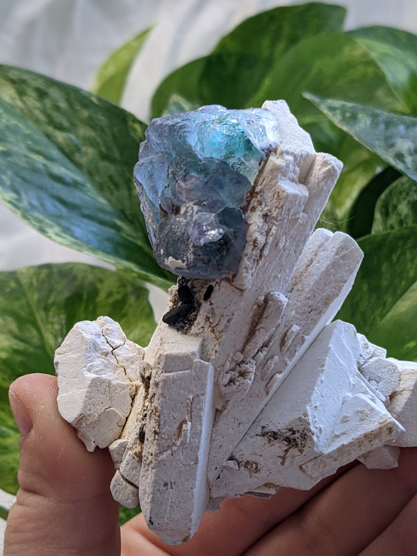 Cubic Fluorite with Beryl on Feldspar Matrix from Erongo Mountain, Erongo Region, Namibia