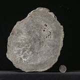 Petrified Wood, Araucaria, Gokwe, Zimbabwe, 21.6 cm