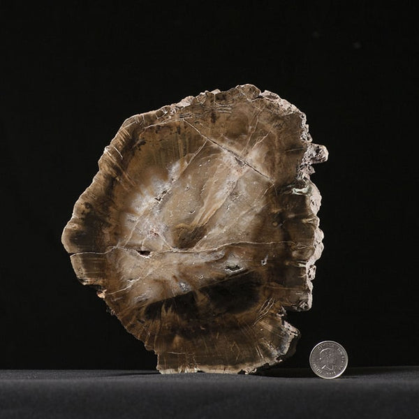 Petrified Wood, Araucaria, Gokwe, Zimbabwe, 18.4 cm