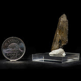 Phenakite on Smoky Quartz, Miniature Specimen, Klein Spitzkoppe Area, Namibia