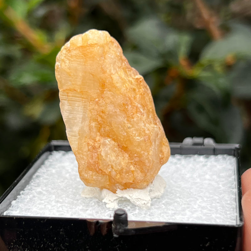 Raw Phenakite Crystal, Okuta-didan Mine (Shining Star) Mine, Jos Plateau, Nigeria