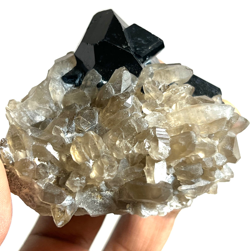 Lustrous Black Tourmaline and Smoky Quartz Crystal, from Erongo Mountain, Erongo Region, Namibia