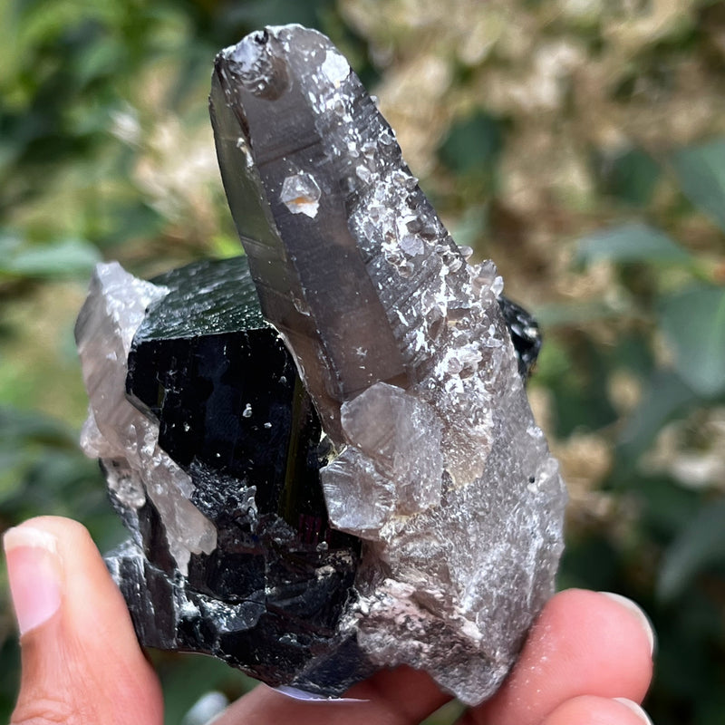 Black Tourmaline Crystal with Smoky Quartz Antenna from Rondekop, Erongo Mountain, Erongo Region, Namibia