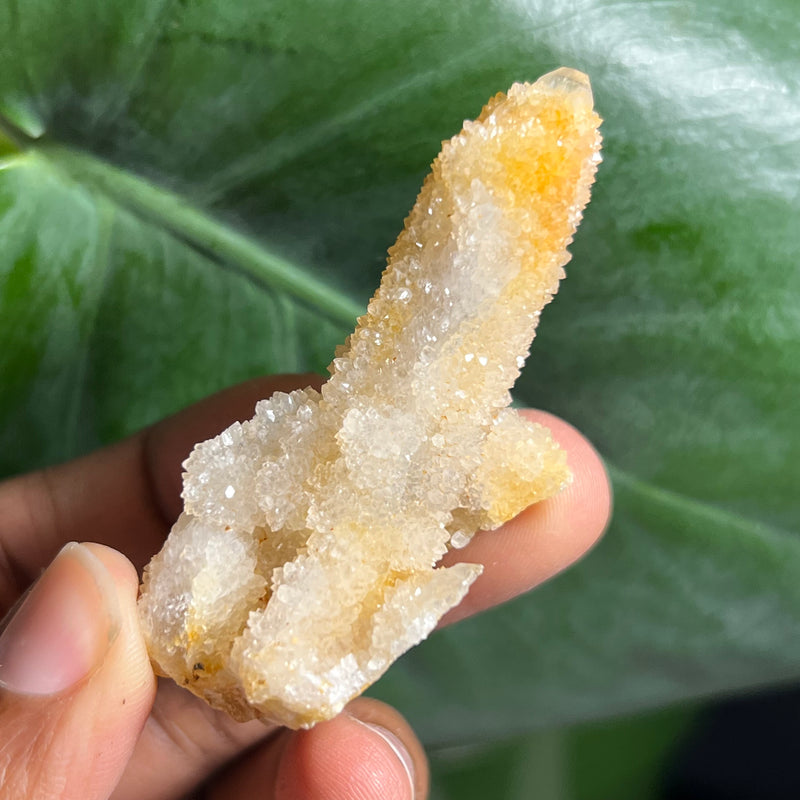 1 piece of Witch’s Finger Quartz from Boukenhoethoek, South Africa