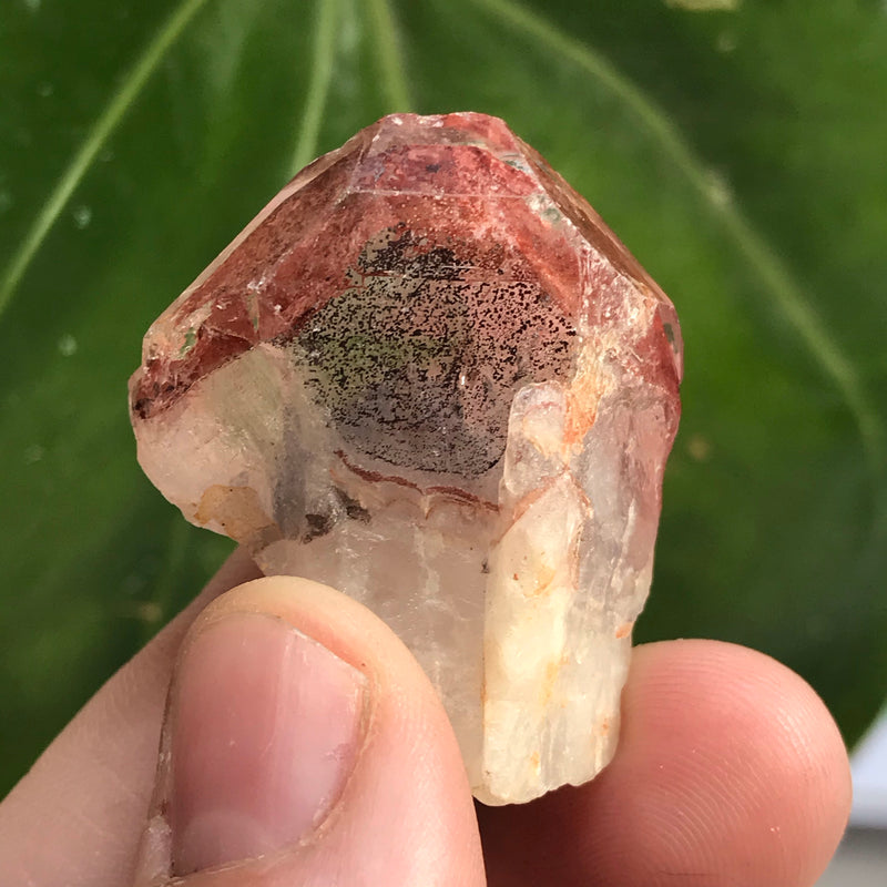 Ishuko Red Phantom Quartz, One Pound, 25 pieces, Hematite included Quartz from the Central Province of Zambia