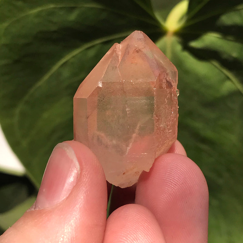 5 Ishuko Red Phantom Quartz, Hematite included Quartz from the Central Province of Zambia