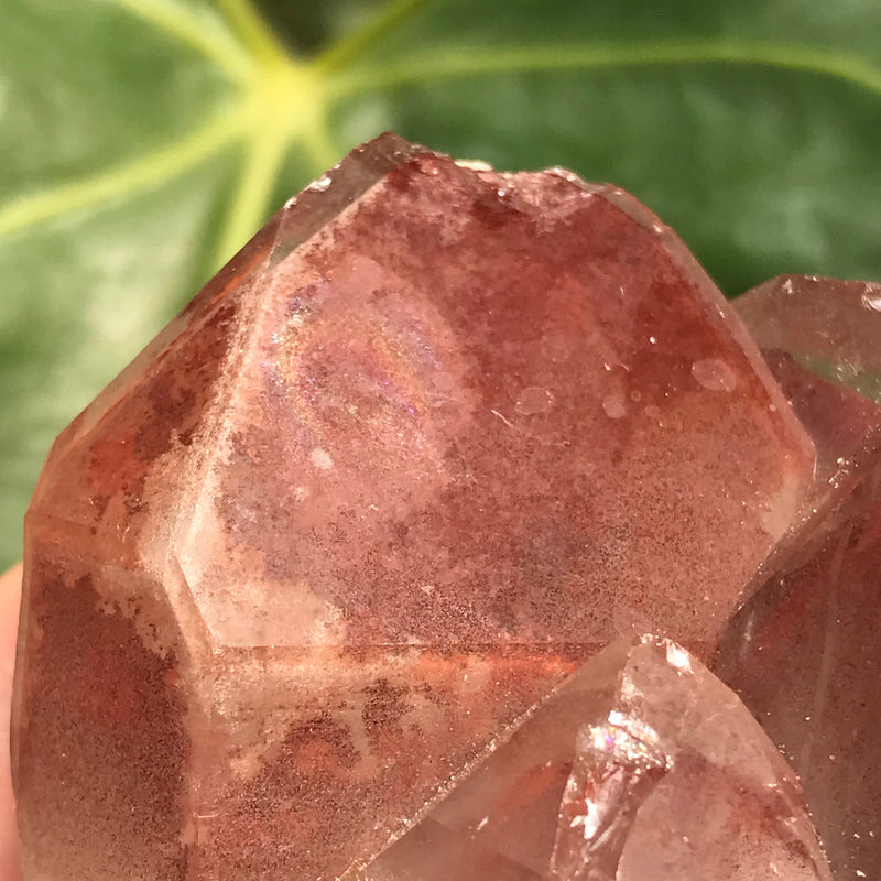 Self Standing 5 Point Ishuko Red Phantom Quartz Cluster, Hematite included Quartz from the Central Province of Zambia