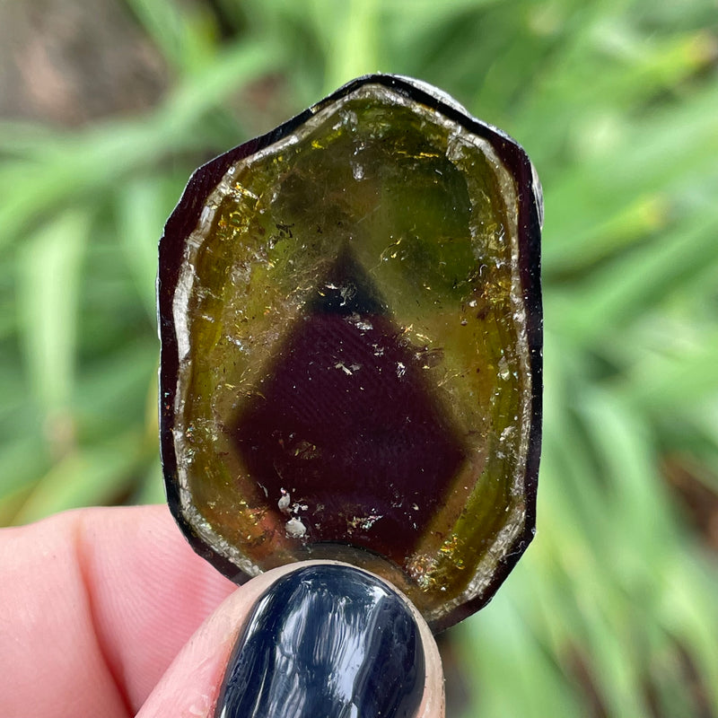 34.6 Carat Green Liddicoatite Slice, Rare Tourmaline from Antsirabe, Madagascar