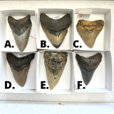 Megalodon Teeth / Megalodon Tooth, South Carolina, Fossil