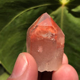 5 Ishuko Red Phantom Quartz, Hematite included Quartz from the Central Province of Zambia