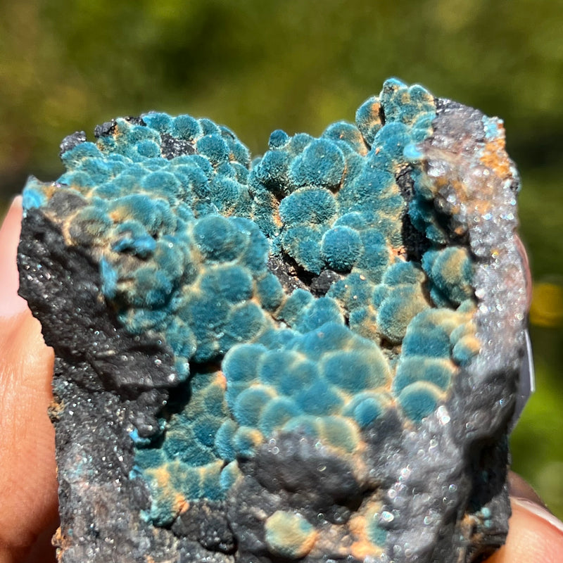 Botryoidal Blue Shattuckite, Mesopotamia Copper Valley, Kunene, Namibia, African Mineral Specimen