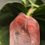 3 Ishuko Red Phantom Quartz, Hematite included Quartz from the Central Province of Zambia