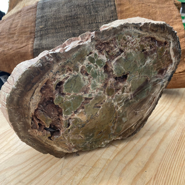 Petrified Seed Fern Tree Wood, 24 cm, Fluoresces, Rhexoxylon, Gokwe, Zimbabwe