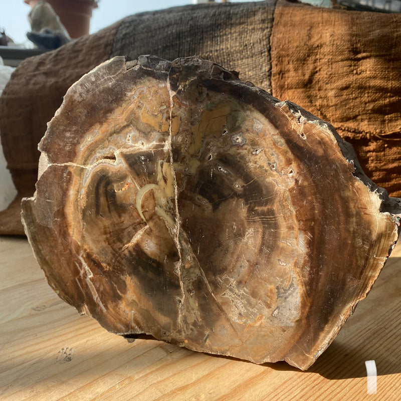 Petrified Seed Fern Tree Wood, 24 cm, Rhexoxylon, Gokwe, Zimbabwe